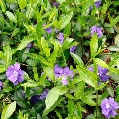 Vinca minor